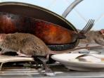 Cara Usir Tikus Tanpa Racun Agar Tidak Berkembang Biak dalam Rumah