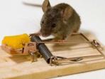 5 Makanan Ampuh Sebagai Umpan Tikus Masuk Perangkap