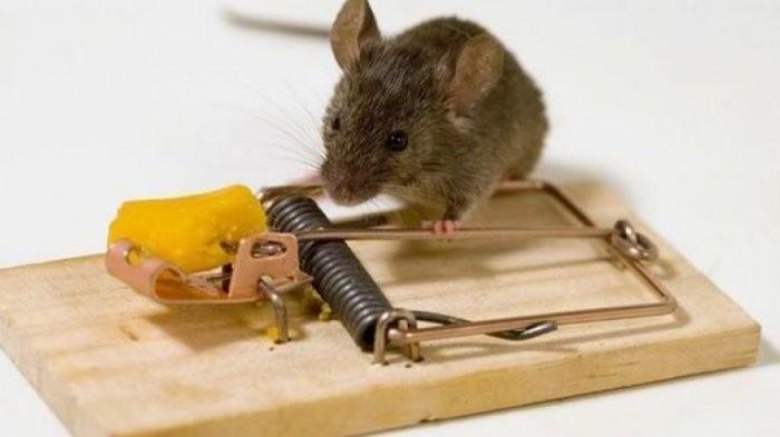 5 Makanan Ampuh Sebagai Umpan Tikus Masuk Perangkap