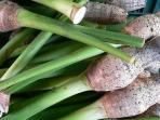 Belum Banyak yang Tahu, Ternyata Talas Sangat Baik Untuk Penderita Diabetes