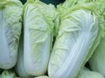 Manfaat Kesehatan Konsumsi Sawi Putih, Obat Murah untuk 4 Penyakit Ini