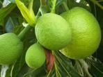 Jarang Diketahui, Ternyata Buah Sukun Punya Banyak Manfaat Kesehatan 