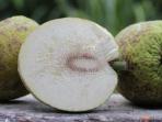 Jarang Dikonsumsi dan Kurang Populer, Kandungan Buah Sukun Bisa Meminimalisir Penyakit Kronis