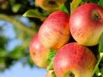Sering Dibuang, Ini 7 Buah dan Sayuran yang Sebaiknya Dimakan Kulitnya Juga
