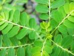 Jarang Dikertahui, Ternyata Ini 4 Manfaat Daun Kelor untuk Kesehatan