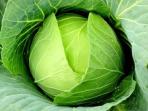 Sering Dikonsumsi, Ternyata Ini 5 Manfaat dari Sayur Kol yang Jarang Diketahui