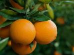 7 Makanan yang Membuat Aroma Tubuh Menjadi Harum, Salah Satunya Buah Jeruk