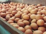 Berbahaya Bisa Ganggu Kesehatan, Pahami Cara Bedakan Telur Konsumsi dan Telur Infertil
