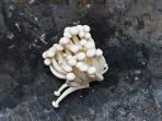 Heboh Jamur Enoki Ditarik dari Pasaran Karena Sebabkan Penyakit, Ini Kata Ahli Gizi