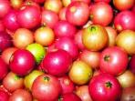 Banyak yang Tidak Tahu, Daun, Bunga Hingga Buah Kersen Ternyata Punya Banyak Manfaat Untuk Kesehatan