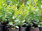 Banyak yang Belum Tahu, Ini 7 Kehebatan Daun Bidara Arab Jika Dikonsumsi Secara Rutin
