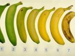 Dari 7 Pisang Ini, Manakah yang Paling Sehat dan Mengandung Gizi Paling Tinggi?