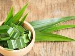 Ketahui Yuk, Ini 5 Manfaat Kesehatan Minum Air Rebusan Daun Pandan Tiap Hari