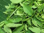 Tak Hanya Memperlancar ASI, Ini 9 Manfaat yang Didapat Saat Rutin Mengonsumsi Daun Katuk