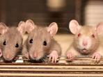 Taukah Kamu, Ternyata Ini Penyebab Tikus Tetap Datang ke Rumah Walaupun Sudah Dibersihkan