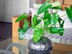 Unik, 6 Tanaman Indoor Ini Tak Butuh Tanah, Rumah Jadi Nggak Kotor