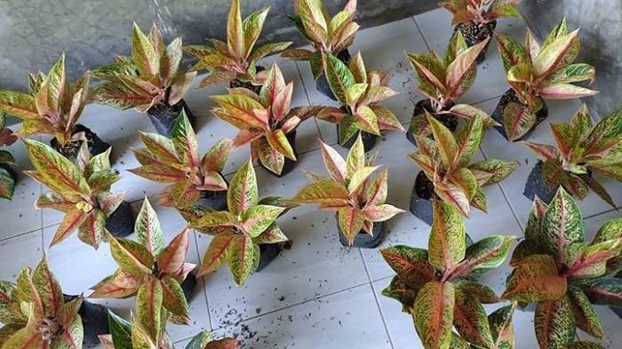 4 Tanaman Hias yang Dulu Harganya Mahal Sekarang Kembali Murah Meriah, Apakah Nasib Aglonema Merah Akan Seperti Ini?