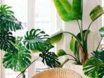 Ketahui Moms, Ini 5 Manfaat Merawat Tanaman di Rumah Bagi Kesehatan Mental