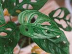 Lagi Viral, Ini Penyebab Harga Tanaman Hias Monstera 'Janda Bolong' Tembus Puluhan Juta Rupiah