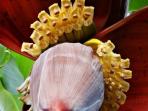 Tak Banyak yang Tahu, Ini Manfaat Makan Jantung Pisang untuk Kesehatan