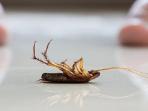 Taukah Kamu, Ternyata Ini Penyebab Kenapa Kecoa di Rumah Selalu Mati dalam Keadaan Terbalik