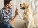 3 Cara Bermain Bersama Hewan Peliharaan Agar Lebih Seru