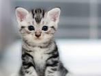 Akuratkah Insting Kucing Untuk Prediksi Datangnya Gempa Bumi?