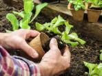 Berencana Menanam Sayuran Sendiri di Rumah? Simak Dulu Tipsnya