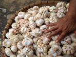 Bulan April 2021, Siap-Siap Harga Bawang Putih Akan Melonjak Tinggi, Ini Penyebabnya