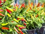 Cara Tanam Cabai di Rumah, Agar Tumbuh Lebat
