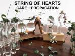Diprediksi Jadi Tanaman Hias Populer di Tahun 2021, Yuk Kenalan dengan String of Hearts