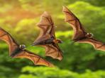 Mengenal Bahaya Virus Nipah, Ancaman Pandemi Berikutnya di Asia?