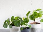 Mengenal Chinese Money Plant, Tanaman Hias yang Akan Jadi Tren Tahun Ini
