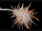 Para Ilmuan Temukan 3 Spesies Baru Spons Laut Karnivora di Laut Dalam Australia 
