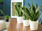 Tak Perlu Nyalakan AC atau Kipas, 7 Jenis Tanaman Ini Bikin Ruangan Jadi Sejuk