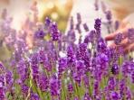 Tanaman yang Bisa Membantu Mengusir Nyamuk, Salah Satunya Lavender