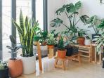 Tips Singkat untuk Mengatasi 7 Masalah Tanaman Indoor yang Sering Dialami