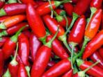 Yuk Kenali 5 Jenis Cabai di Pasaran yang Harus Kamu Ketahui
