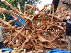 Mengenal Kerajinan Akar Kayu Jati Asal Blora yang Bernilai Estetika Tinggi