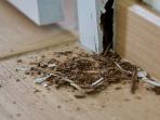 5 Tips dan Trik Basmi Rayap di Rumah Saat Musim Hujan Dijamin Ampuh