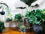 Ini 3 Rekomendasi Tanaman Hias Bisa Usir Energi Negatif di Rumah Menurut Feng Shui