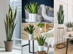 3 Tanaman yang Bisa Dijadikan Dekorasi Rumah Agar Tampak Cantik dan Lebih Modern