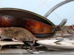 Ingin Rumah Bebas dari Tikus? Ternyata Cuma Pakai Bumbu Dapur Ini Dijamin Ampuh