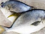 Berikut Ciri-ciri Ikan yang Mengandung Formalin