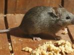 Cara Basmi Tikus dalam Rumah Tanpa Racun Agar Tak Ada Bangkai
