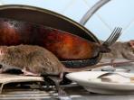 Cara Cepat Hilangkan Bau Bangkai Tikus dalam Rumah
