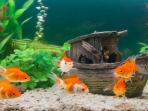Menurut Feng Shui, Begini Cara Pelihara Ikan Hias Bisa Bawa Keberuntungan