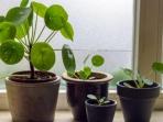 Ternyata 7 Tanaman Hias Ini Diyakini Pembawa Hoki
