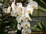 Tips Mudah Merawat Tanaman Anggrek di Dalam Ruangan