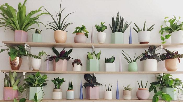 5 Kiat Memelihara Tanaman dalam Rumah, Dijamin Tumbuh Sehat dan Cantik